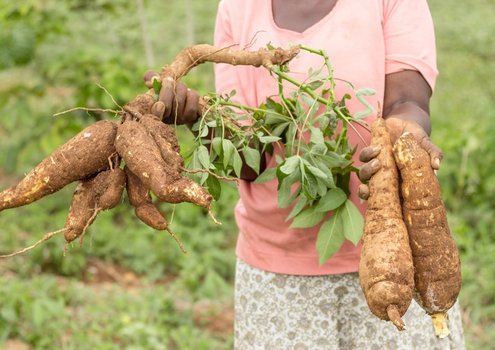 [Translate to Français:] cyanide-free cassava 