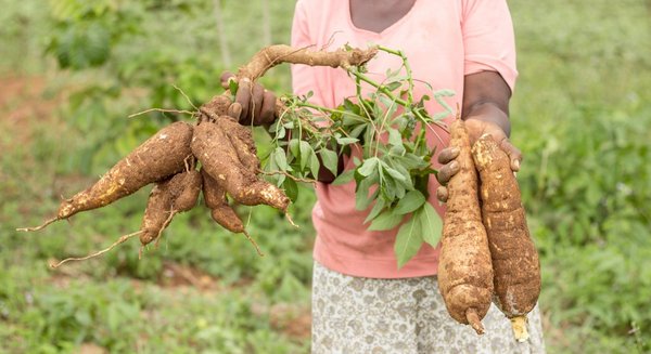 cyanide-free cassava 