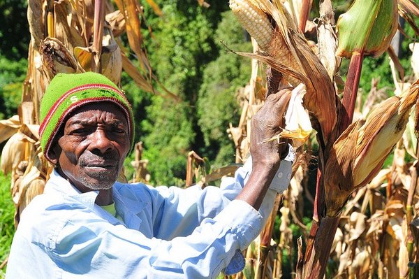 Maize farmers are to gain access to services such as savings, insurance and credit for input and storage of their produce. <br/>Photo: © FAO/M. Mugisha