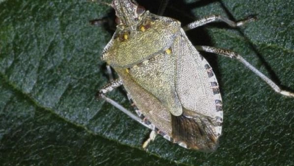 Insects like the stink bug could contribute to the world’s food security