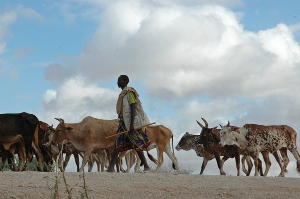 A farmer taking cattle to the livestock market, Garissa, Kenya. Farmers are facing the challenges of climate change. <br/> Photo: ©FAO/Thomas Hug